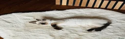 Ragdoll cats for stud: Ragdoll for stud Proven TICA&GCCF Registered💙 in Bristol - Advert 18