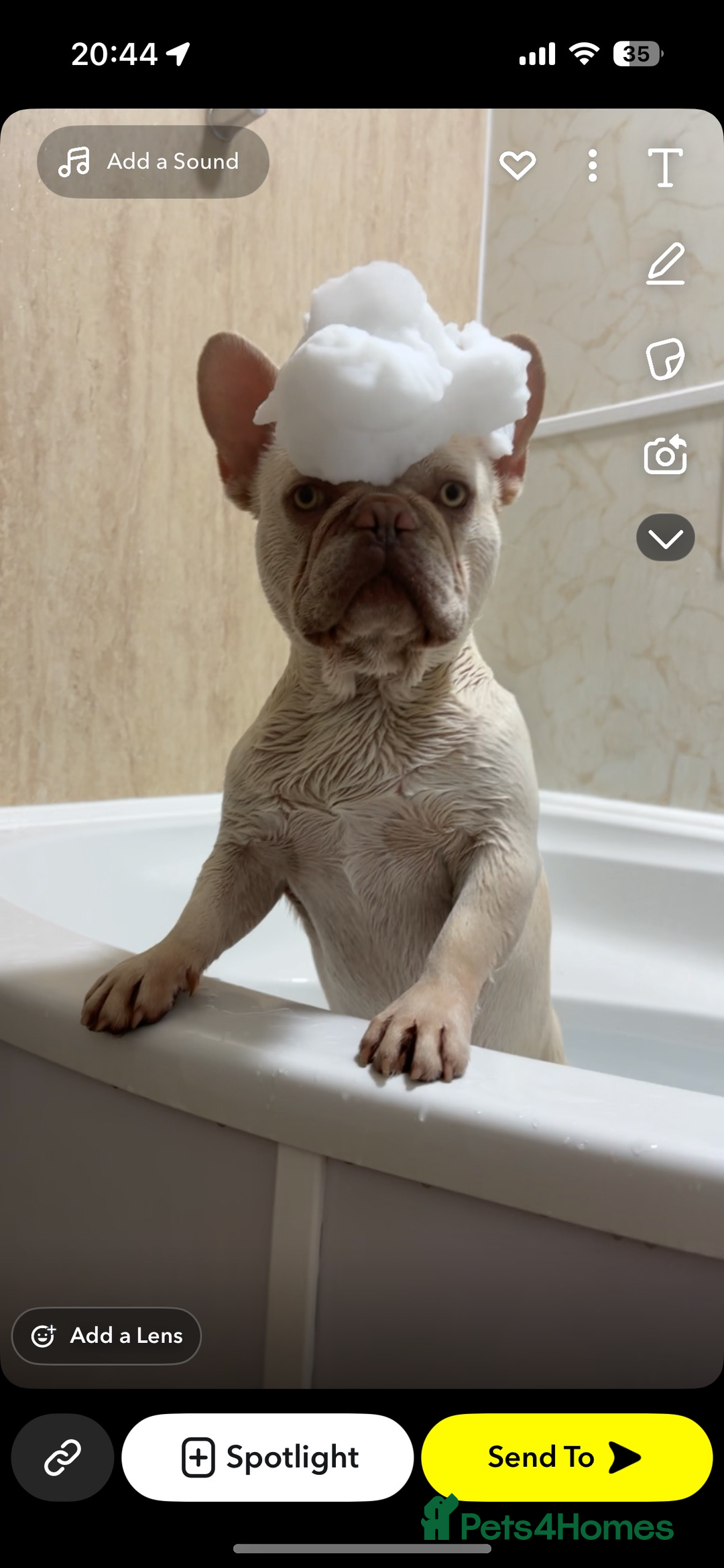 French Bulldog dogs for stud: White French bull dog blue eyes for stud  - Image 2