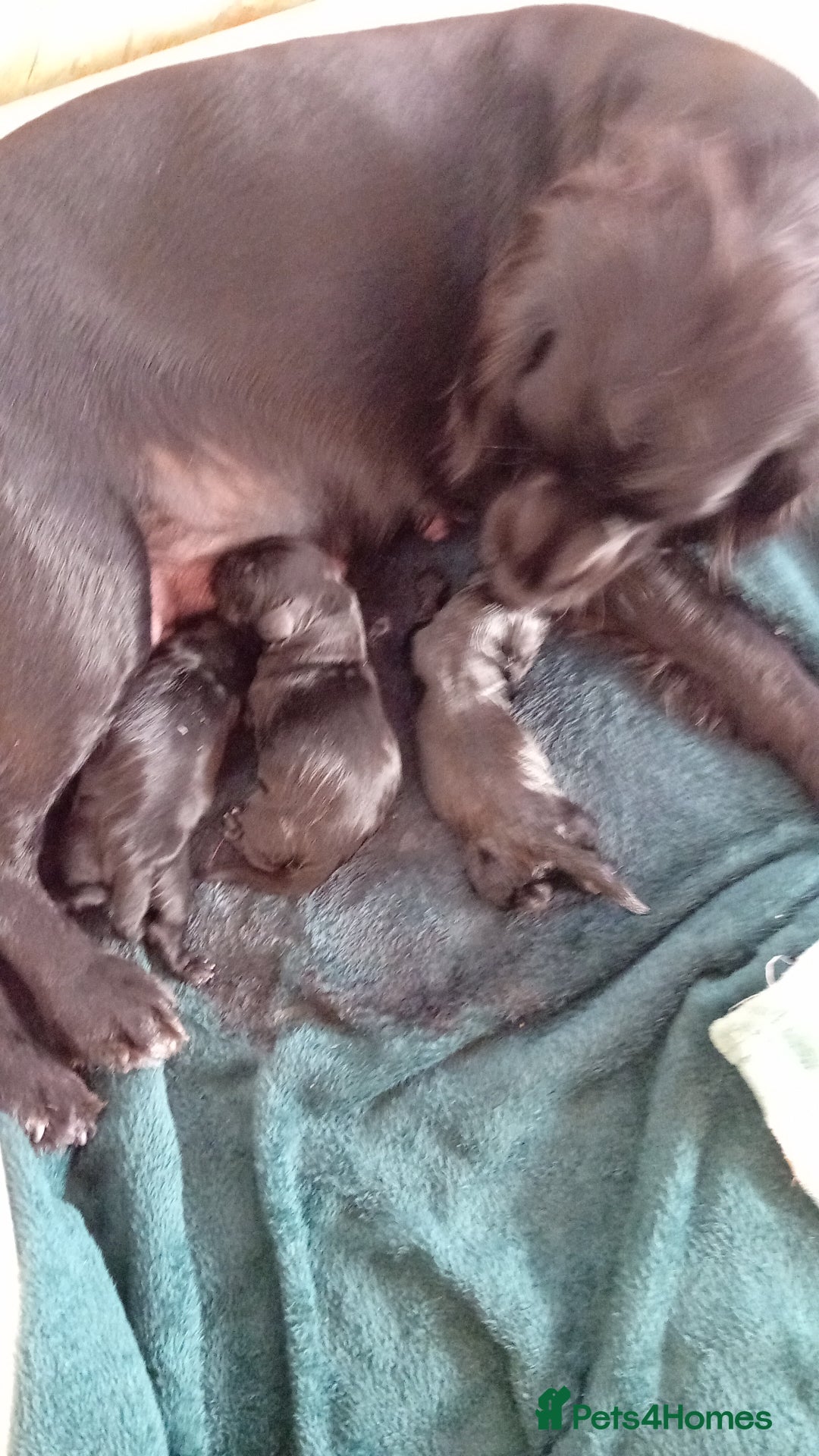 Cocker Spaniel dogs for sale: KC REGISTERED WORKING COCKER SPANIELS  - Image 14