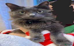 Mixed Breed cats for sale: Ragdoll x kittens for sale - Image 11