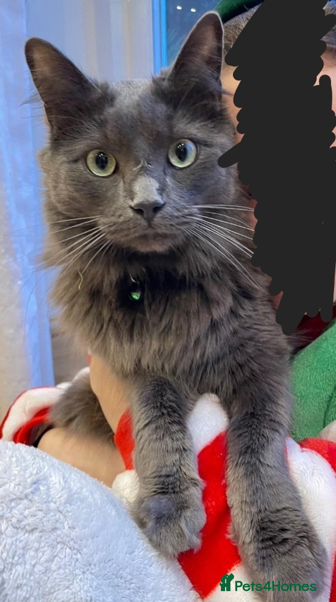 Mixed Breed cats for sale: Ragdoll x kittens for sale - Image 11