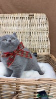British Shorthair cats GCCF Health tested British Shorthaired kittens - Advert 9