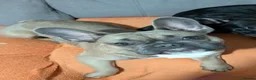 French Bulldog dogs for sale: French bulldog  - Advert 3