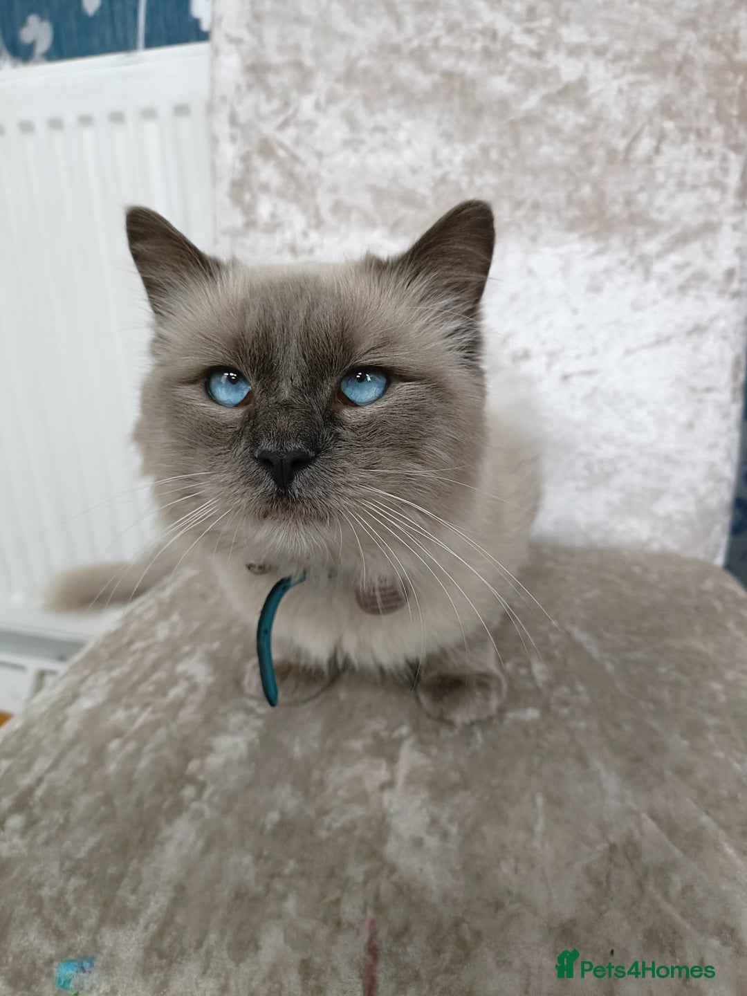 Ragdoll cats for sale: Blue point ragdoll 🩵 - Image 4