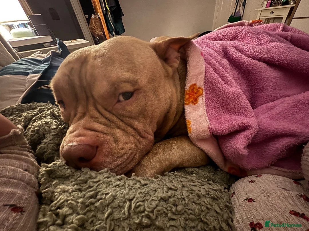 Mixed Breed dogs for stud: 3yo MALE POCKET BULLY in Preston - Advert 9