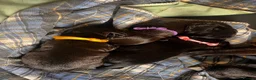 Mixed Breed dogs for sale: 3 female Patterpoos - Advert 6