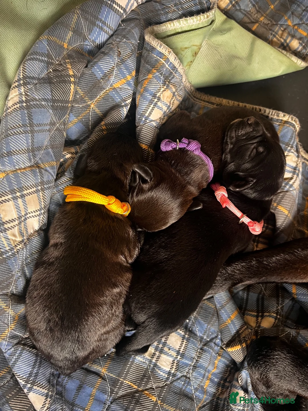 Mixed Breed dogs for sale: 3 female Patterpoos - Advert 6