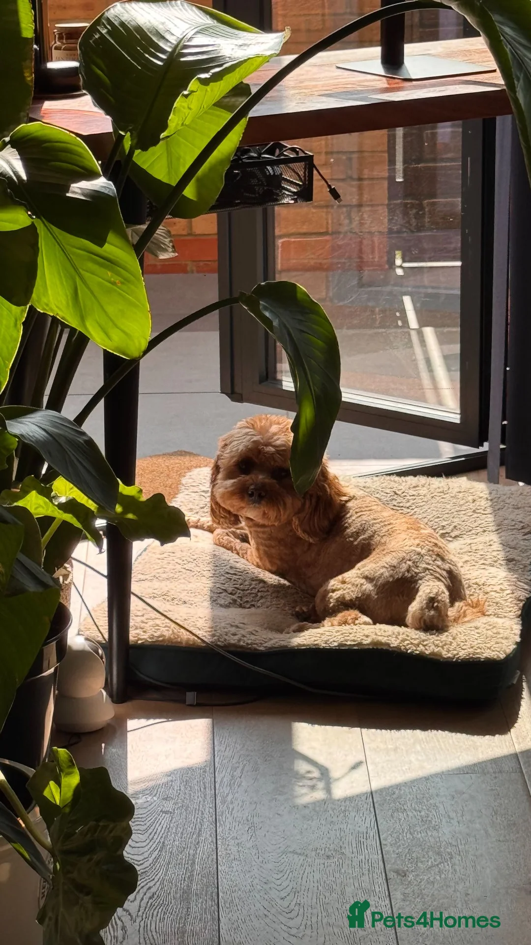 Cavapoo dogs for sale: Chaser 3/12 years old Cavapoo - FOR ADOPTION - Advert 4