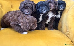 Cavapoo dogs for sale: F1 Cavapoo pups. Beautiful litter of five bitches. - Image 1