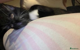 Maine Coon cats for sale: ! 12 week kitten for sale!  - Advert 2