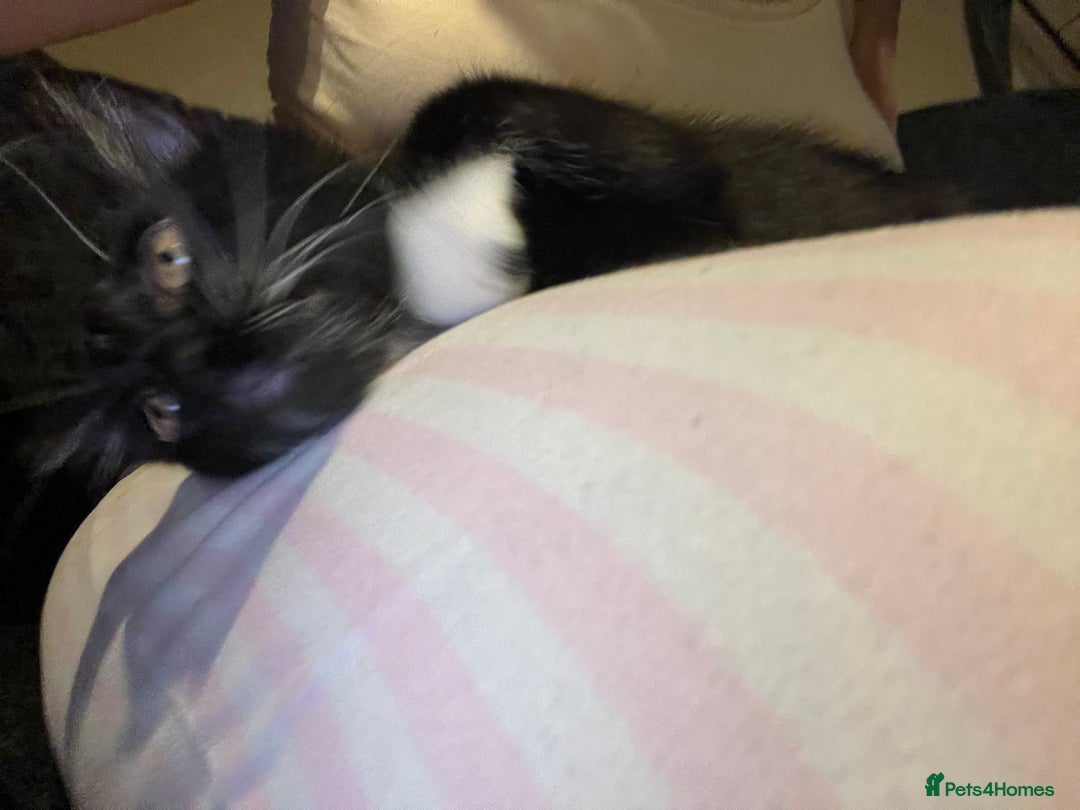Maine Coon cats for sale: ! 12 week kitten for sale!  - Advert 2