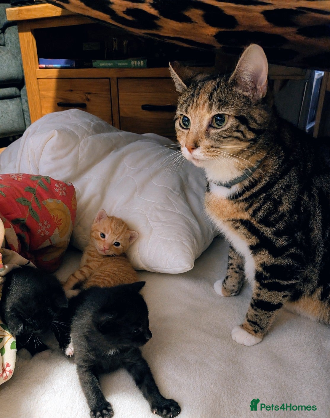 British Shorthair cats Rehoming our beloved 12 weeks old kittens - Advert 1