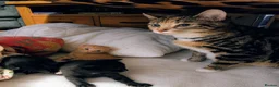 British Shorthair cats for sale: Rehoming our beloved 12 weeks old kittens - Advert 1
