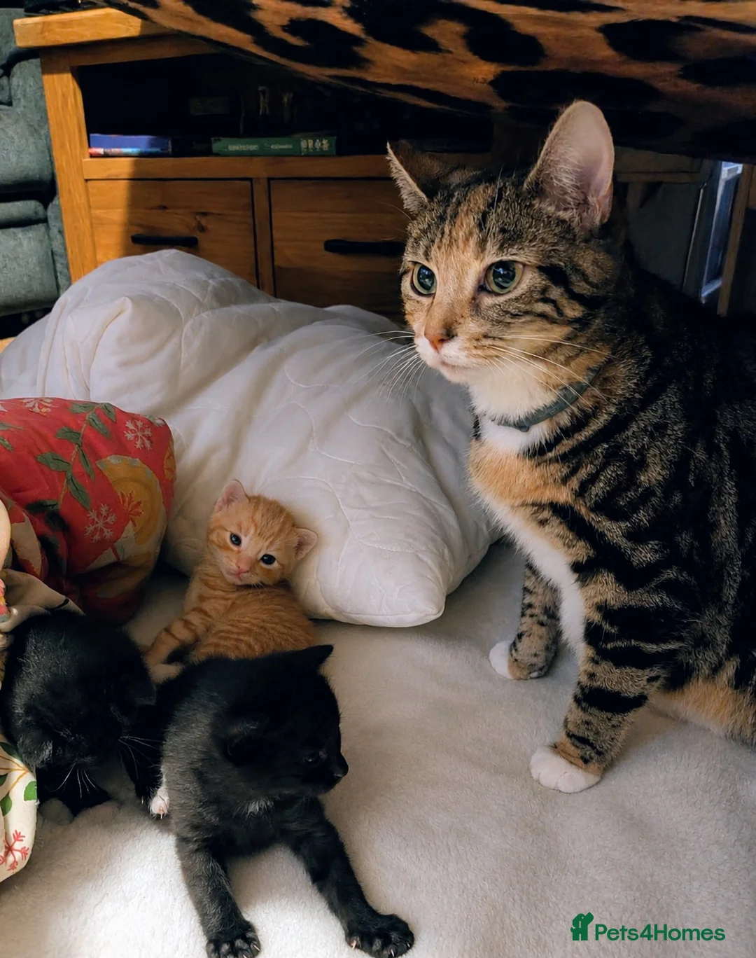 British Shorthair cats for sale: Rehoming our beloved 12 weeks old kittens - Advert 1