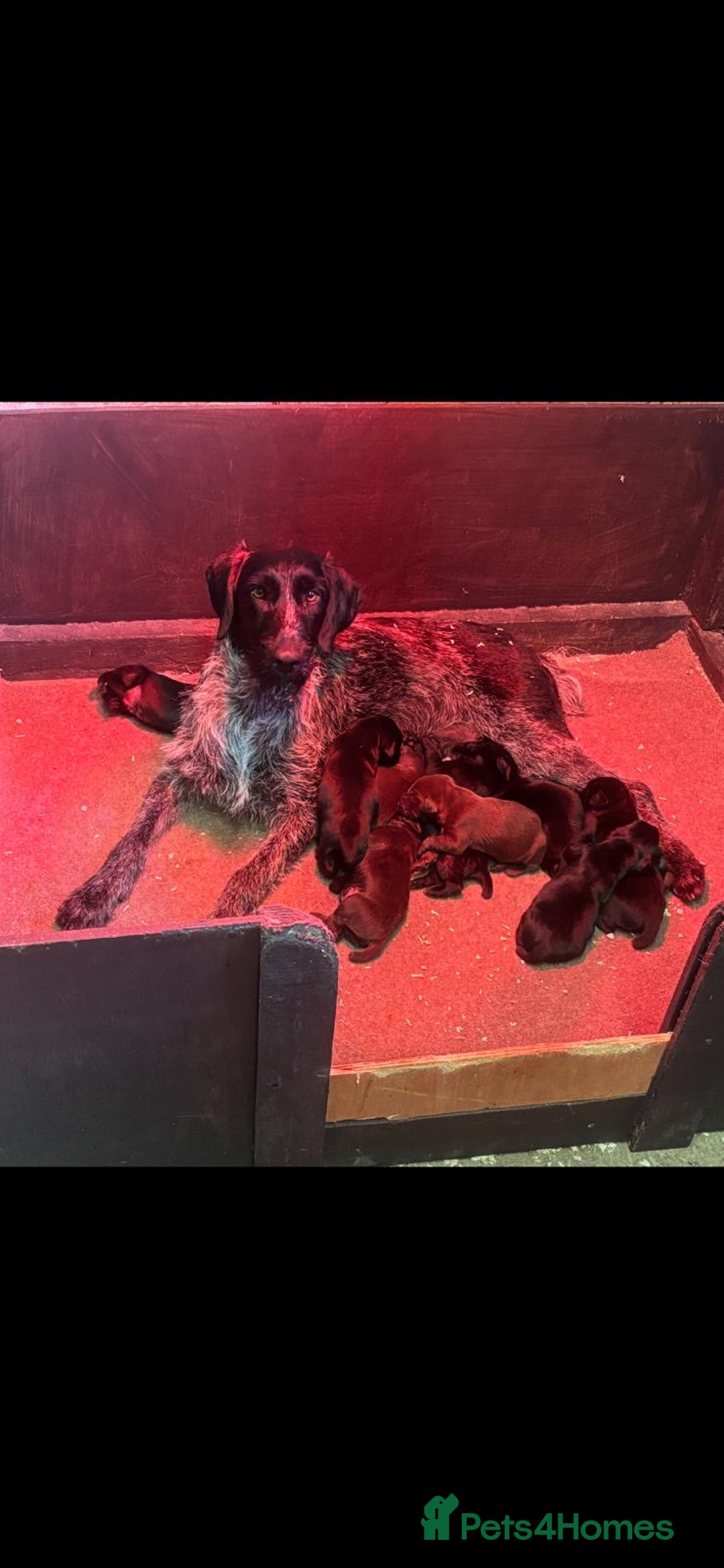 Mixed Breed dogs for sale: 🐾 German wirehaired pointer x Labrador 🐾  - Image 1