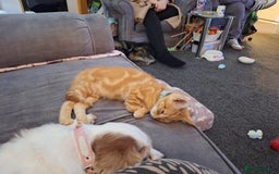 Mixed Breed cats for sale: Ginger little boy  - Image 4