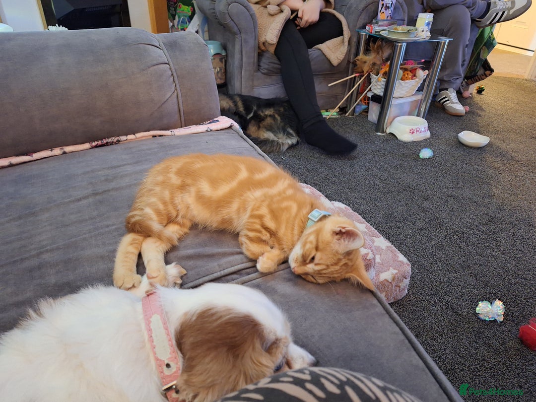 Mixed Breed cats for sale: Ginger little boy  - Image 4