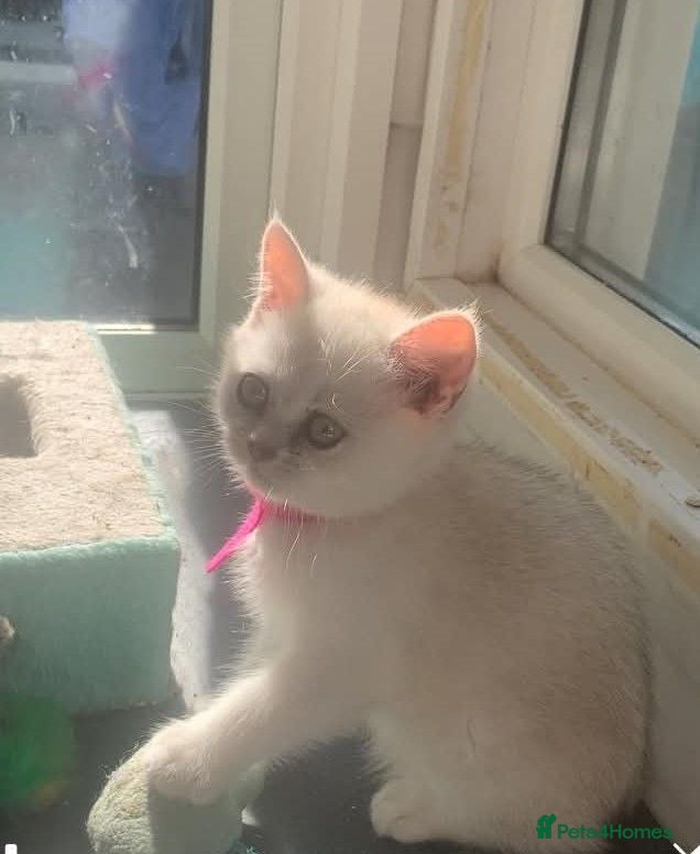 British Shorthair cats BSH Stunning rare Shaded - Advert 2