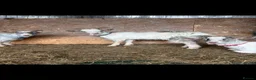 Goats livestock for sale: 3 Pygmy wethers for sale  in Holywell - Advert 3