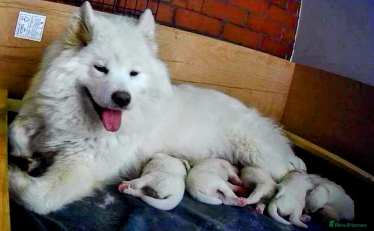 Samoyed dogs - Advert 2