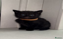 Arabian Mau cats for sale: Stunning British Short Hair Mix Breed Kittens  - Image 4