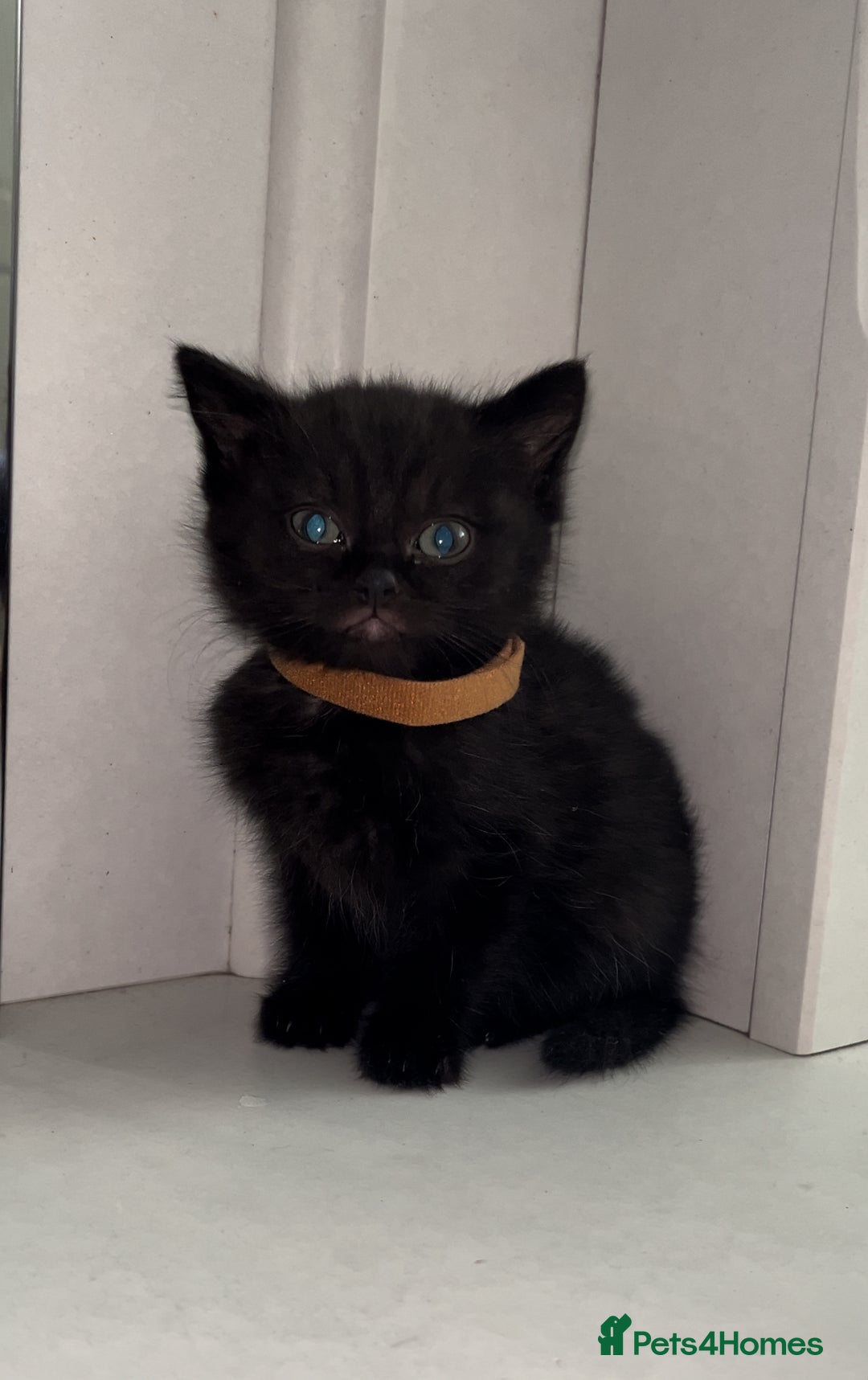 Arabian Mau cats for sale: Stunning British Short Hair Mix Breed Kittens  - Image 4