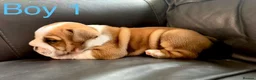 English Bulldog dogs for sale: Health Bred KC Reg Bulldogs | BOAS 0 Parents - Advert 5