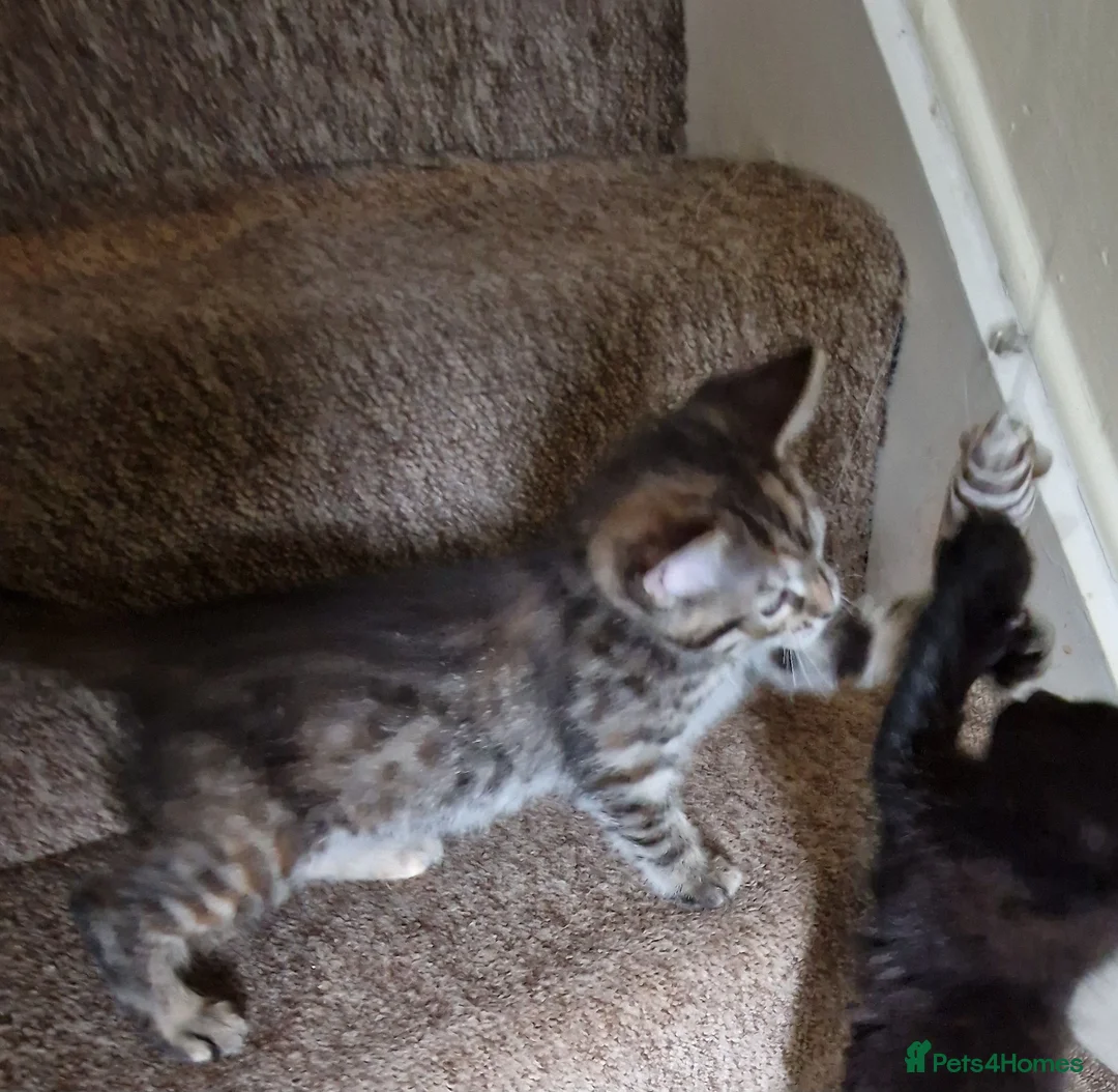 Mixed Breed cats for sale: Beautiful Half-Ragdoll Princess - Advert 2