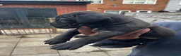 Cane Corso dogs for sale: DeBella Cane Corso Pups - Advert 10