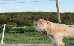 Irish Cob horses for sale: Lovely young horse  - Image 1