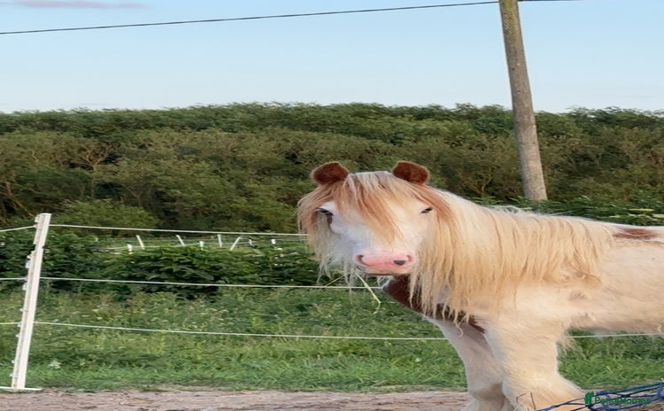 Irish Cob horses - Advert 2