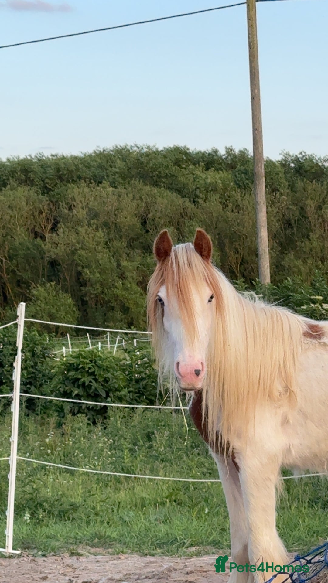 Irish Cob horses for sale: Lovely young horse  - Image 1