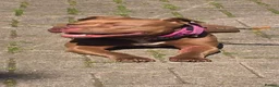 Mixed Breed dogs for sale: Staffy cross pocket bully - Advert 2