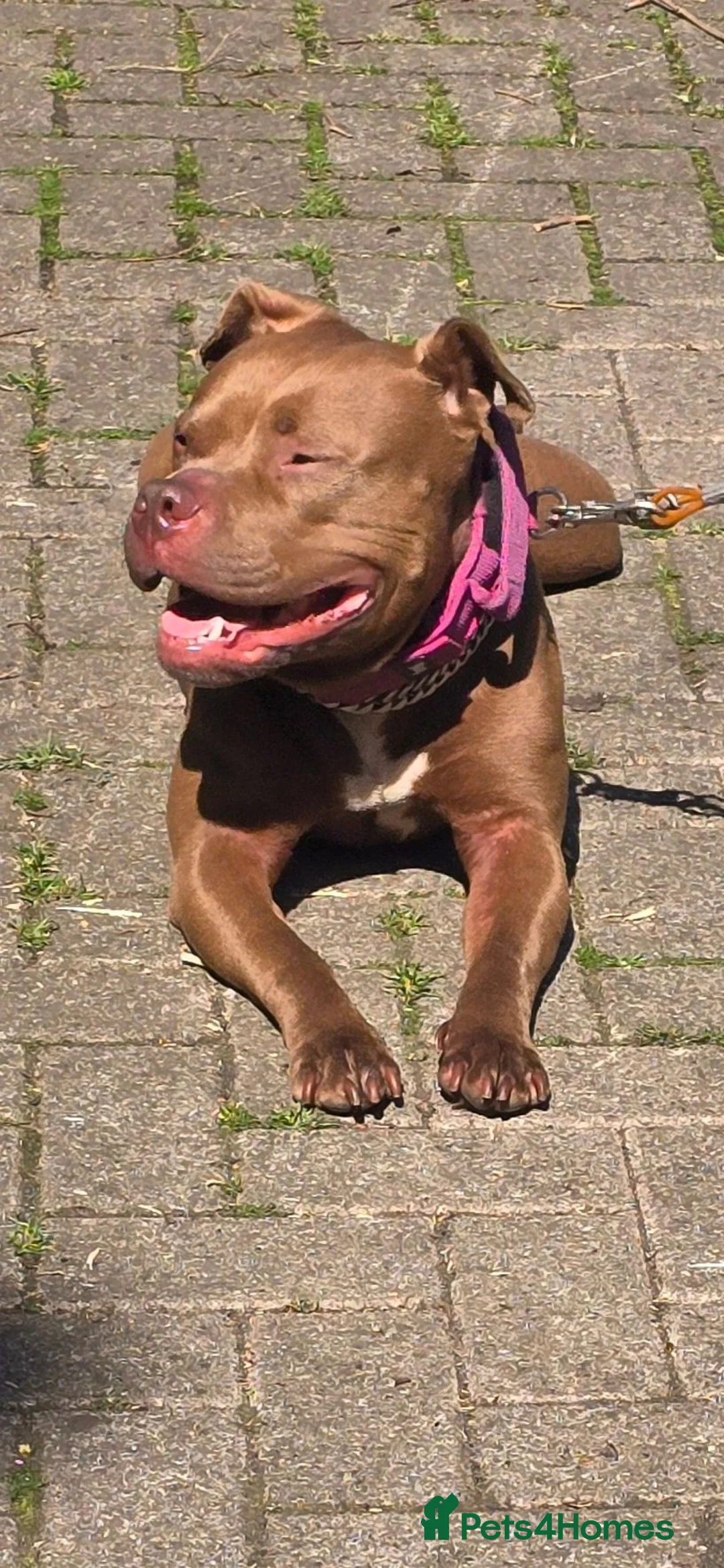 Mixed Breed dogs for sale: Staffy cross pocket bully - Advert 2