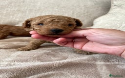 Cockapoo dogs for sale: Tiny cockapoo puppy’s  - Image 2