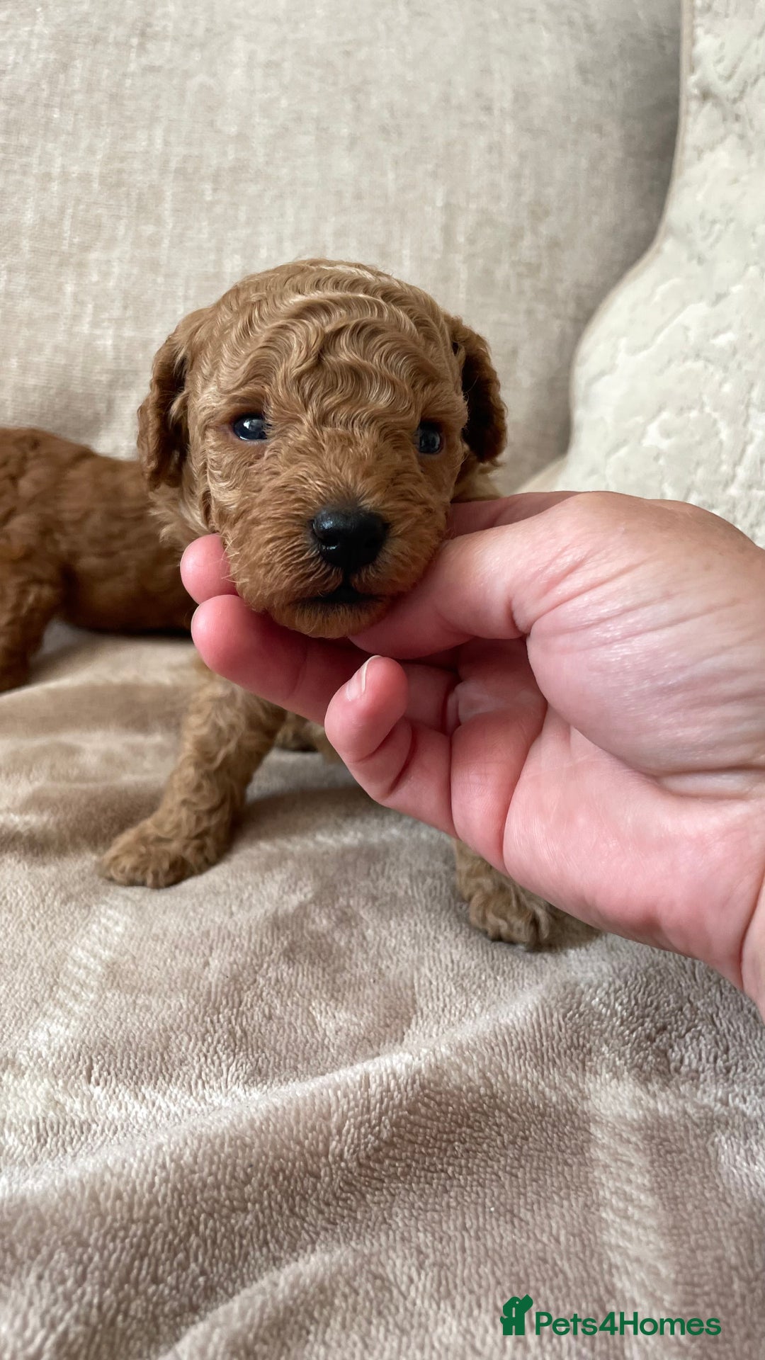 Cockapoo dogs for sale: Tiny cockapoo puppy’s  - Image 2