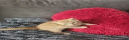 Mixed Breed cats for sale: 6 beautiful kittens  - Advert 5