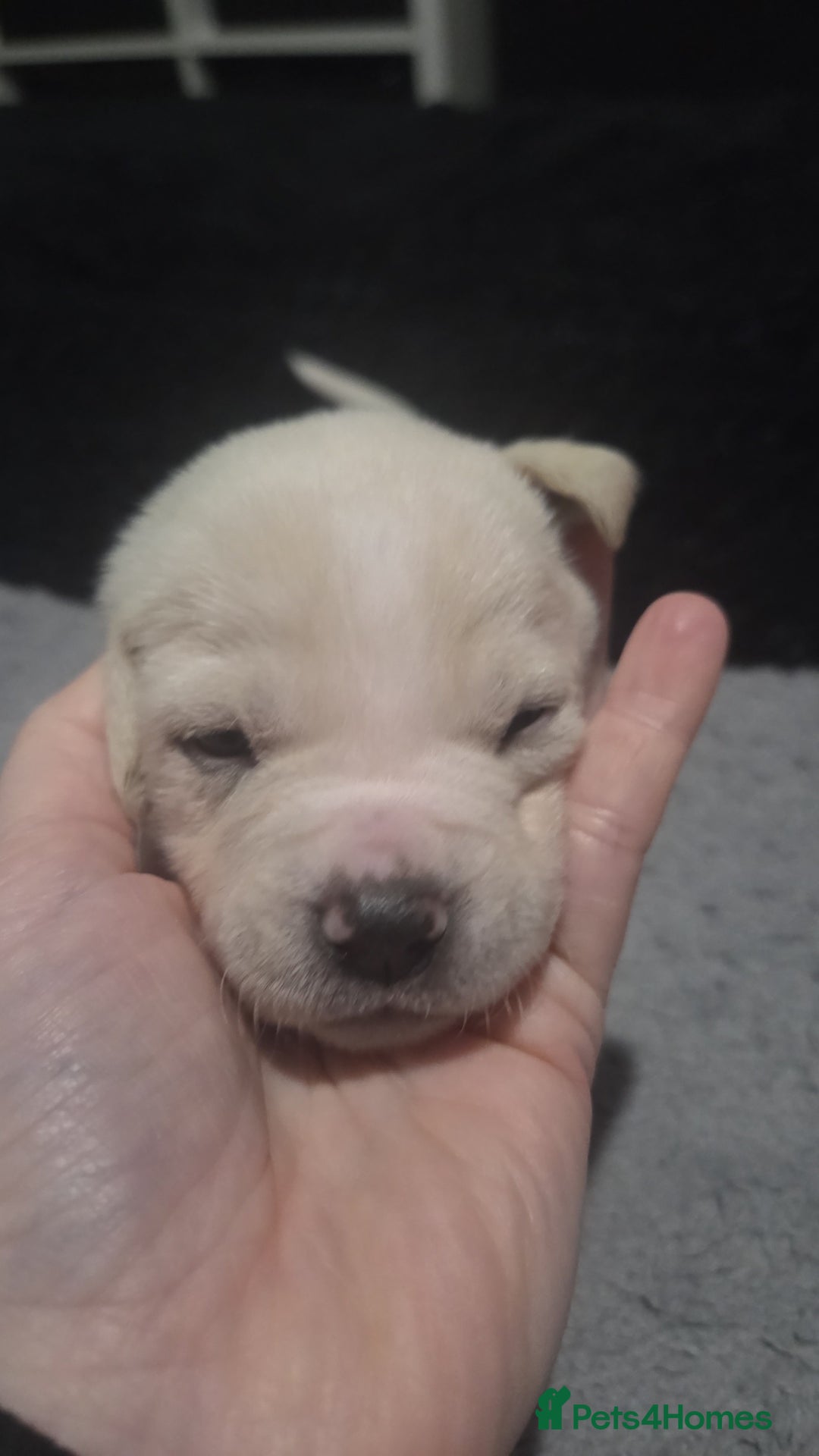 Mixed Breed dogs for sale: Staffy + cane course - Advert 7