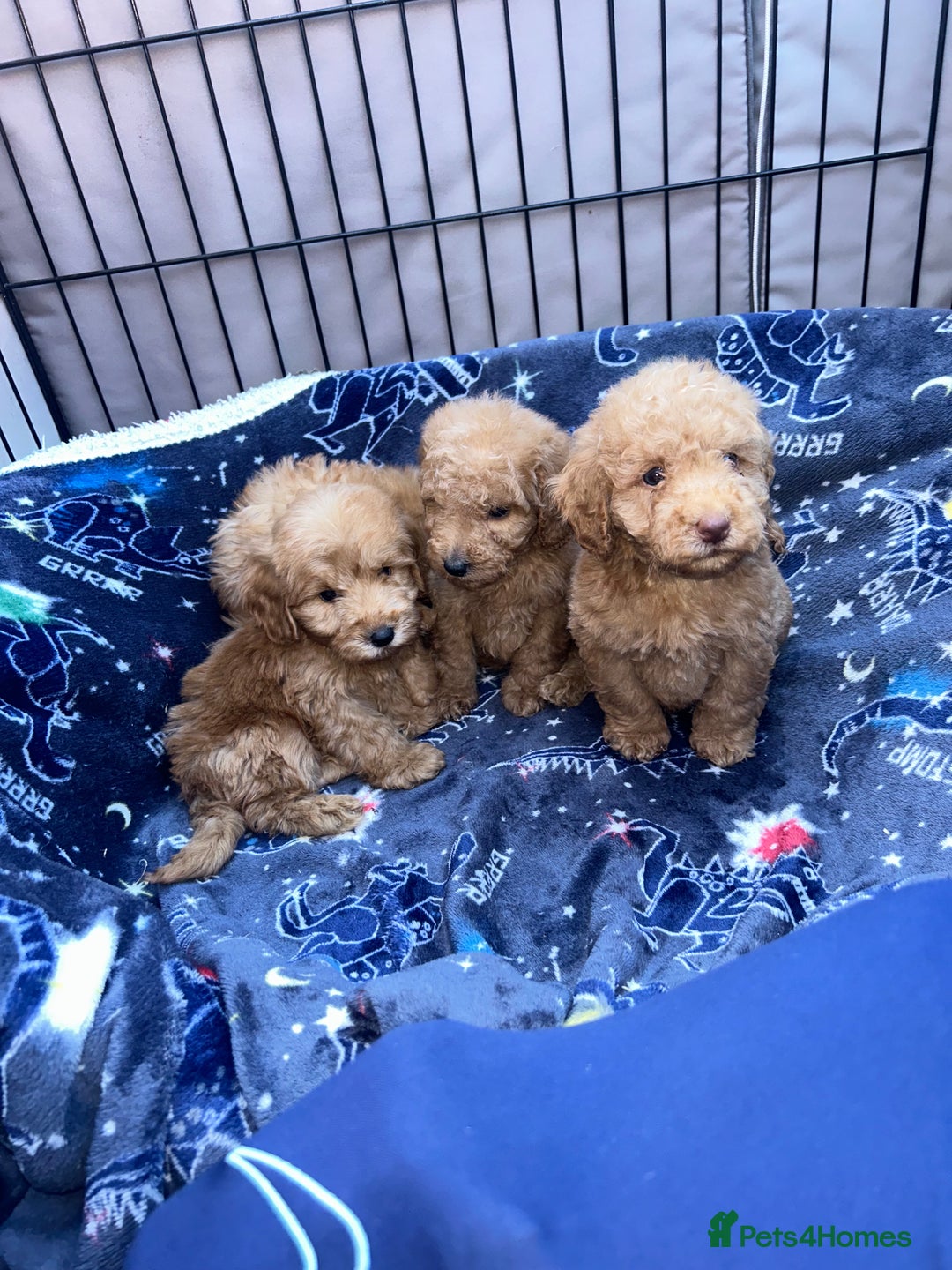 Cockapoo dogs for sale: 8 weeks old beautiful Cockapoo puppies  - Image 17
