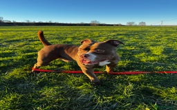 American Bulldog dogs for sale: 1 year old micro bulldog for sale - Image 2