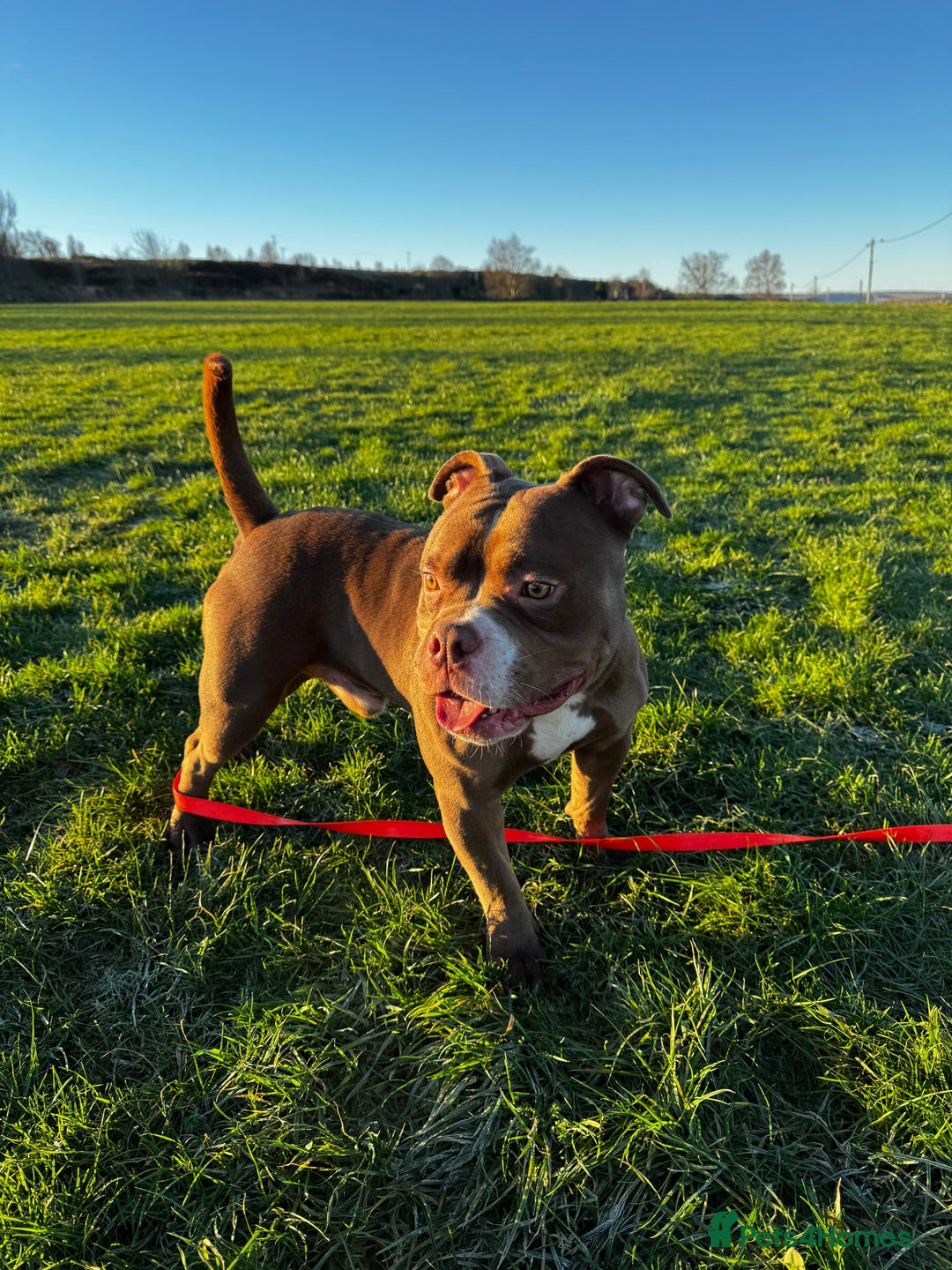 American Bulldog dogs for sale: 1 year old micro bulldog for sale - Image 2