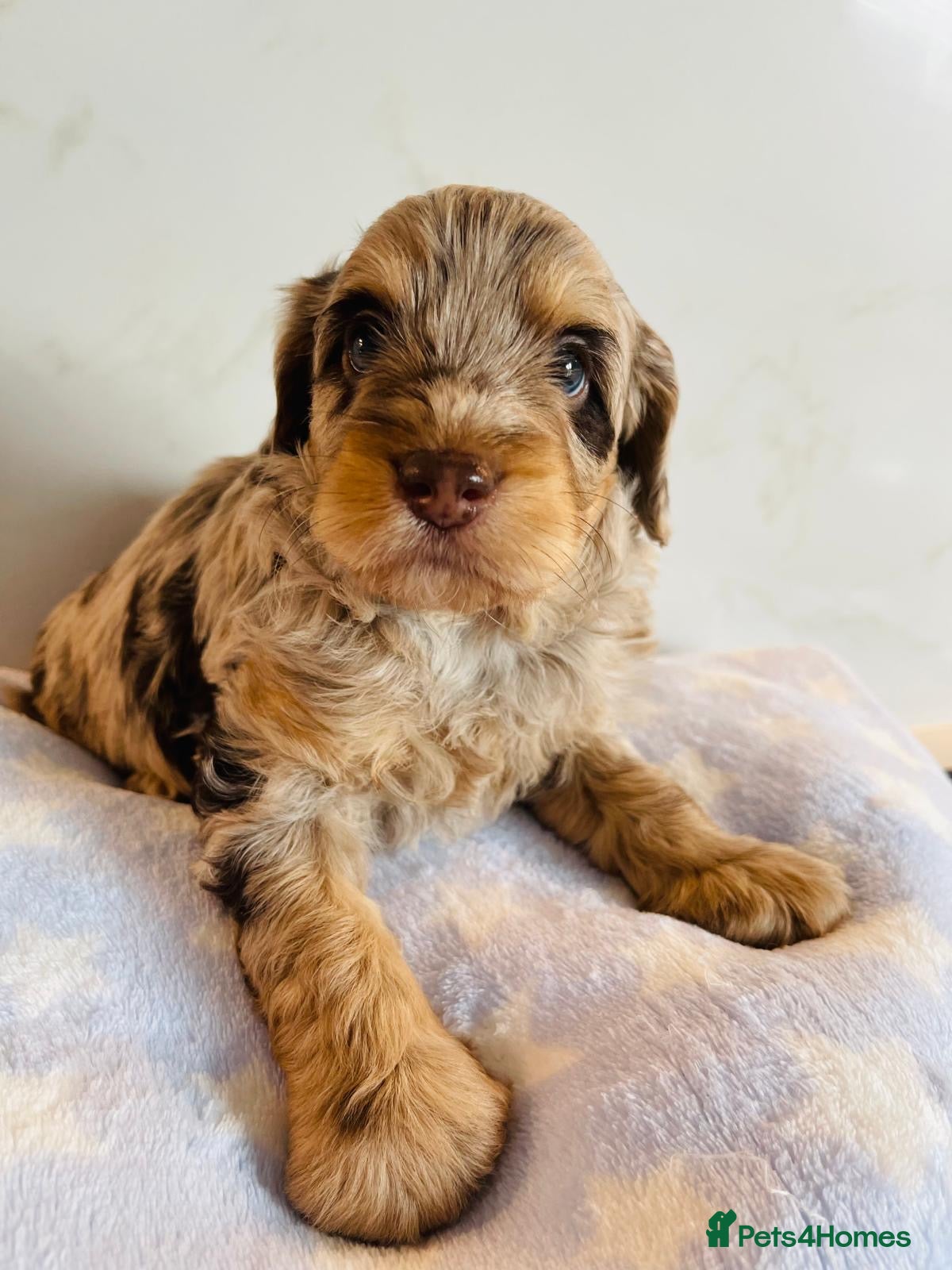 Cockapoo dogs Fully DNA tested stunning Cockapoo puppies - Advert 4