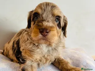 Cockapoo dogs Fully DNA tested stunning Cockapoo puppies - Advert 4