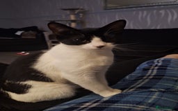 Mixed Breed cats for sale: 9 month old kitten.  - Advert 1