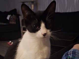 Mixed Breed cats 9 month old kitten. - Advert 3