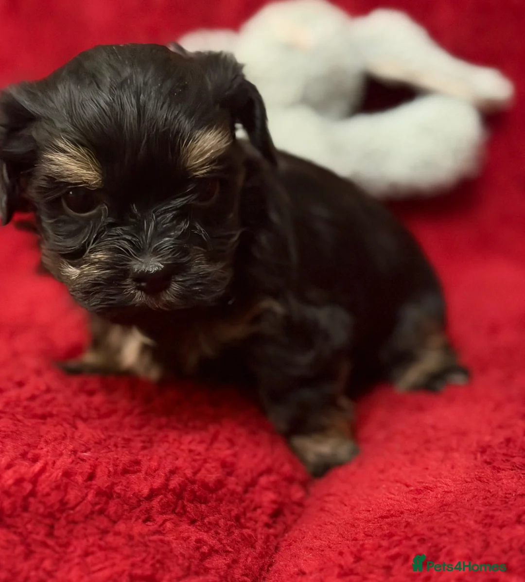 Havanese dogs for sale: ***Beautiful Havanese Puppies *** - Advert 18