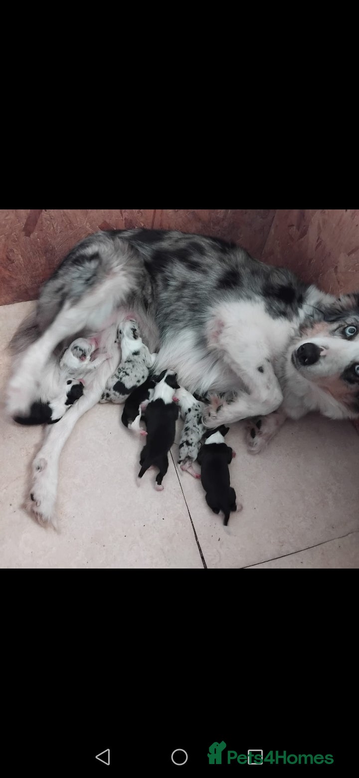 Border Collie dogs Stunning litter of merle pups - Advert 3