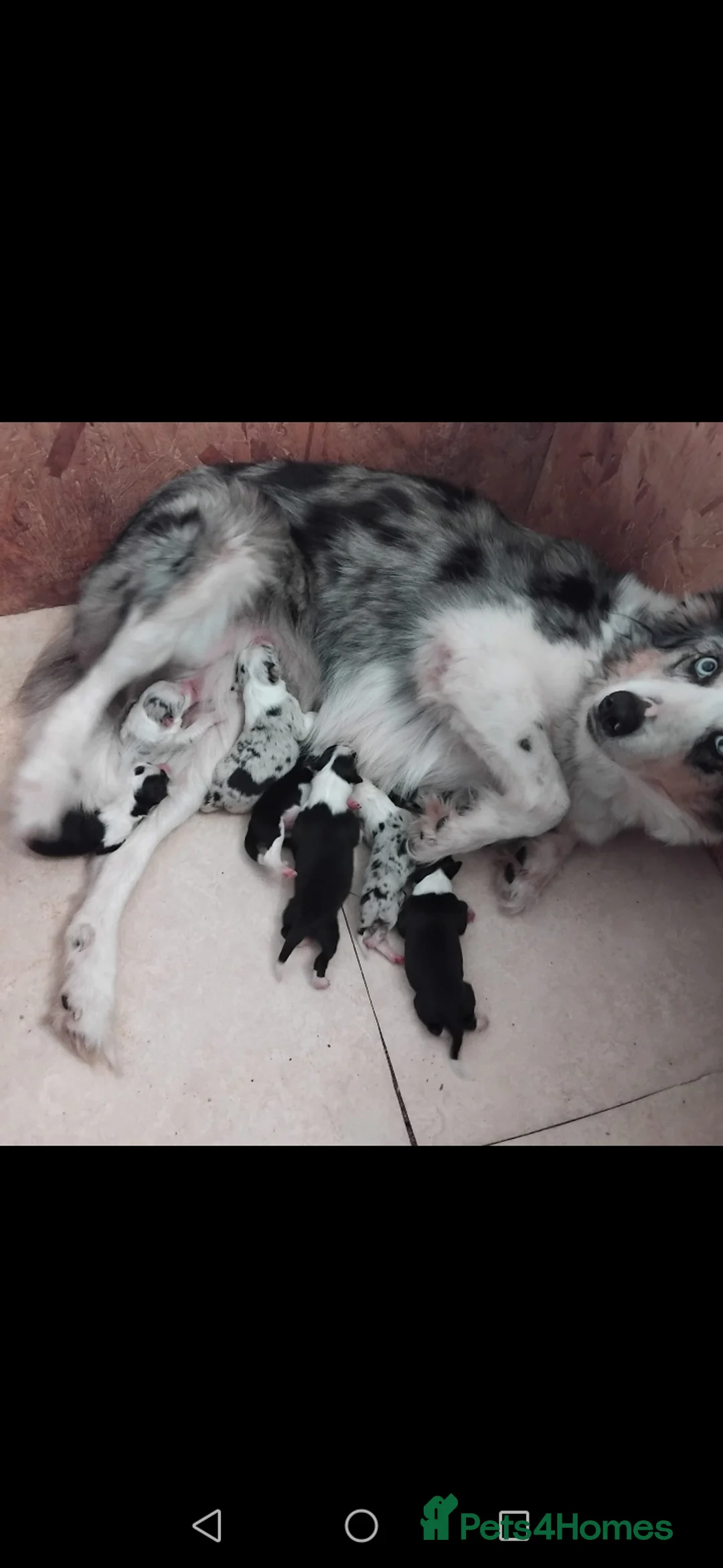 Border Collie dogs for sale: Stunning litter of merle pups - Advert 1