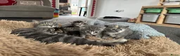 Mixed Breed cats for sale: Beautiful litter of four kittens  in Kinross - Advert 9