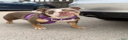 English Bulldog dogs for sale: KC English bulldog puppies  - Advert 25